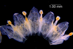Cuscuta campestris, corolla dissected (taken by Kristy Dockstader)