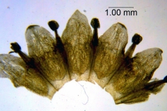Cuscuta campestris, corolla dissected (taken by Kristy Dockstader)
