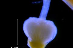 Cuscuta campestris, gynoecium (taken by Kristy Dockstader)