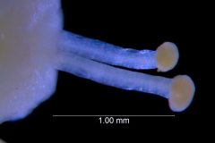 Cuscuta campestris, styles and stigmas (taken by Kristy Dockstader)