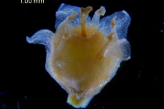 Cuscuta campestris, flower 3D (taken by Kristy Dockstader)
