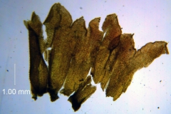 Cuscuta prismatica, calyx dissected