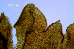 Cuscuta prismatica,calyx lobes details