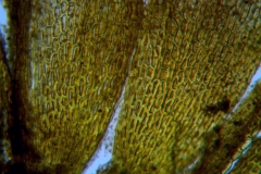 Cuscuta prismatica, calyx surface detail