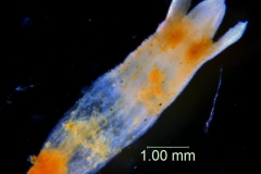 Cuscuta prismatica, corolla 3D