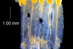 Cuscuta prismatica, corolla dissected