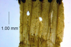 Cuscuta prismatica, corolla dissected