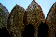 Cuscuta prismatica, corolla lobes detail