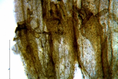Cuscuta prismatica, corolla tube with scales