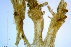 Cuscuta prismatica, scales