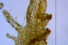 Cuscuta prismatica, scale fimbriae
