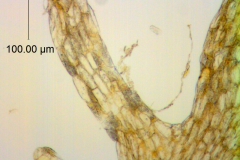 Cuscuta prismatica, scale fimbriae