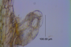 Cuscuta prismatica, scale fimbriae