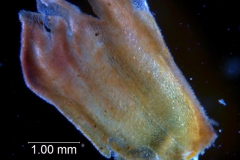 Cuscuta prismatica, calyx 3D