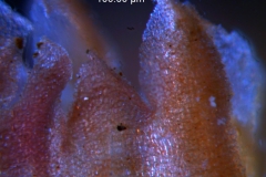 Cuscuta prismatica, calyx 3D detail