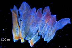 Cuscuta prismatica, calyx dissected