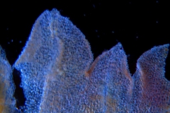 Cuscuta prismatica, calyx lobes detail