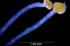 Cuscuta prismatica, styles and stigmas