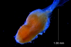 Cuscuta prismatica, ovary