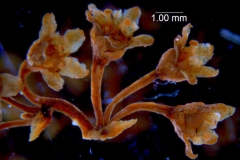 Cuscuta parviflora, inflorescence fragment