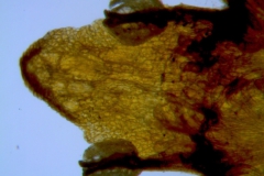 Cuscuta parviflora, corolla lobe details