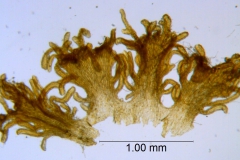 Cuscuta parviflora, scales