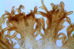 Cuscuta parviflora, scales