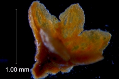 Cuscuta parviflora, calyx 3D