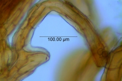 Cuscuta parviflora, scale fimbriae