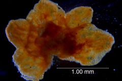 Cuscuta parviflora, calyx dissected