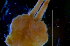 Cuscuta parviflora, gynoecium