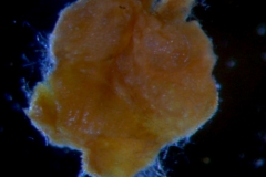 Cuscuta parviflora, ovary