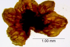 Cuscuta parviflora, calyx dissected