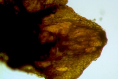Cuscuta parviflora, calyx lobe details