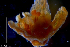 Cuscuta parviflora, corolla 3D
