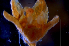 Cuscuta parviflora, corolla 3D