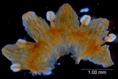 Cuscuta parviflora, corolla dissected