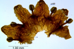 Cuscuta parviflora, corolla dissected