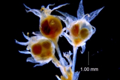 Cuscuta punana, inflorescence fragment