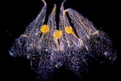 Cuscuta punana, corolla dissected