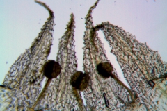 Cuscuta punana,corolla lobes detail