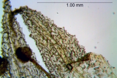 Cuscuta punana, corolla lobes detail