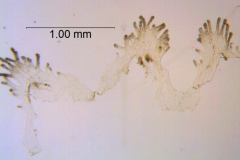 Cuscuta punana, scales