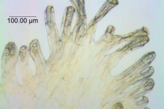 Cuscuta punana, scales