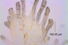 Cuscuta punana, scales