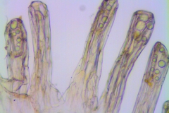 Cuscuta punana, scale fimbriae