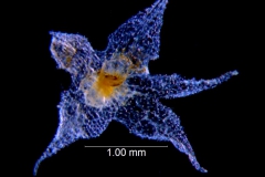 Cuscuta punana, calyx dissected