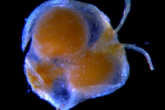 Cuscuta punana, capsule