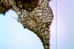 Cuscuta punana, calyx lobe detail