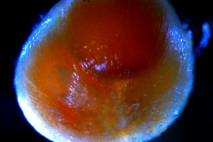 Cuscuta punana, capsule surface